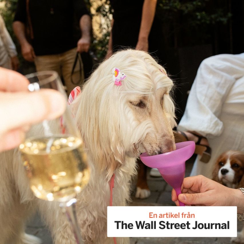 An Afghan Hound laps up King’s Choice, a juice for dogs, at the fashion show.