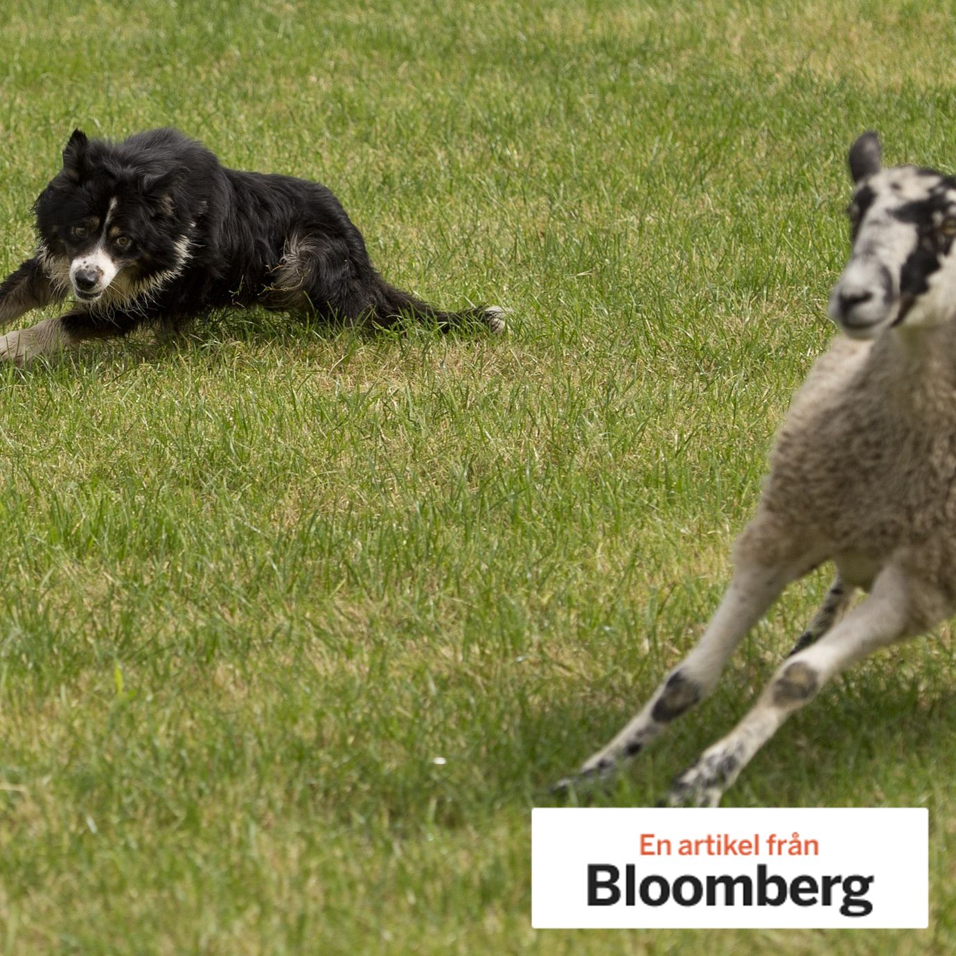 Border collies have been bred for generations to herd sheep.