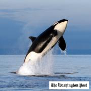 A female orca leaps from the water while breaching in the Salish Sea west of Seattle.