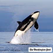 A female orca leaps from the water while breaching in the Salish Sea west of Seattle.