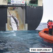 Japan has claimed that whaling is done for scientific reasons. This image by the Australian border protection service was taken to challenge that claim.