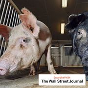 Gene-edited pigs used to study neurofibromatosis type 1, or NF1. The technology is also opening the way for pig organs to be transplanted into people.