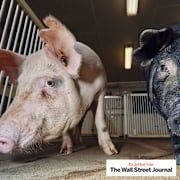 Gene-edited pigs used to study neurofibromatosis type 1, or NF1. The technology is also opening the way for pig organs to be transplanted into people.