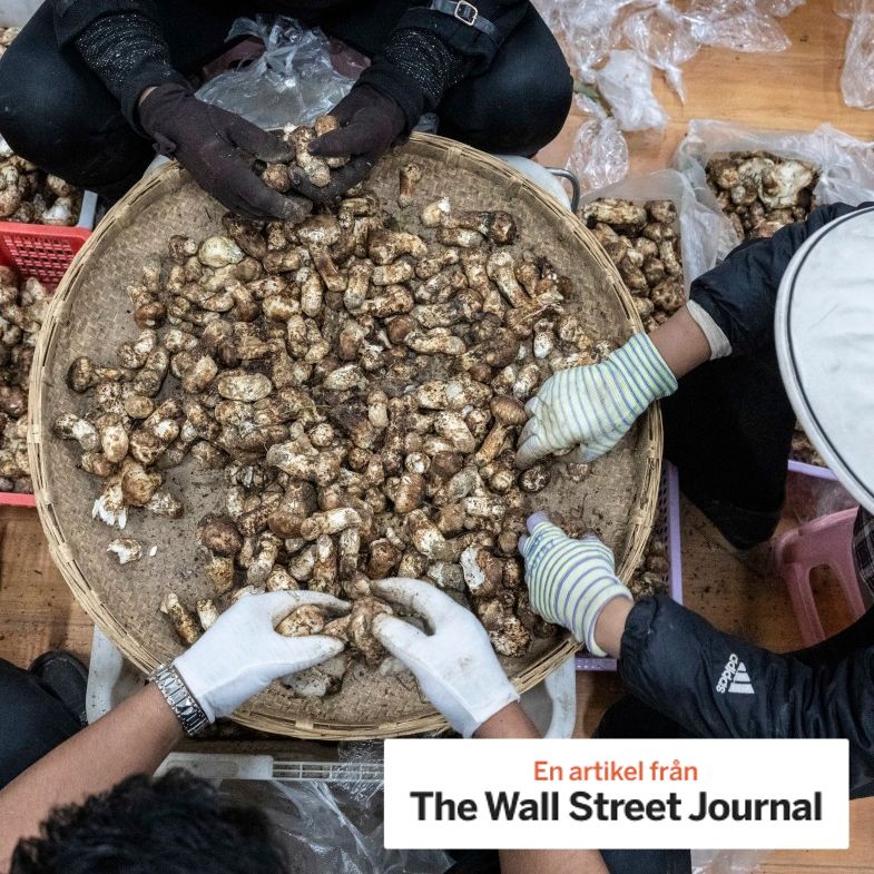 Matsutake mushrooms are a symbol of the challenges in China’s difficult economy.